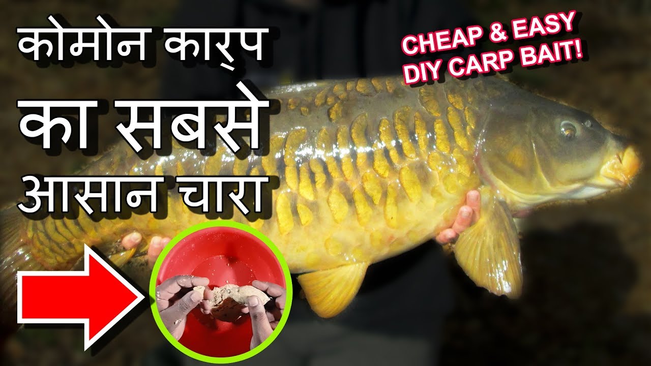 कोमोन कार्प का सबसे आसान चारा Amazing DIY Asian Best Common Carp Bait Rig Setup