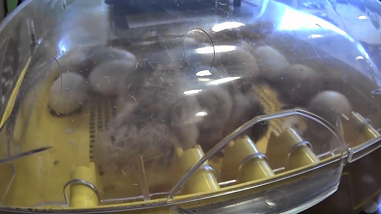 LIVE | Egg Hatching 2022! 🥚🐣🐤 | Hadleigh Community Primary School