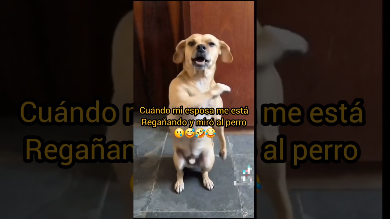 #viral #humor #comedia#funny #comedy #memes #video #shorts #shortvideo #short #viralvideo #fyp #fypシ