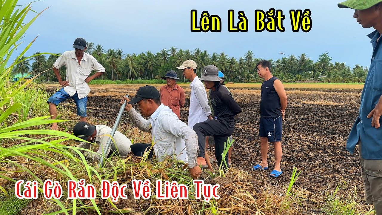 Quá Nhiều Rắn Độc Tại Khu Này Lên Là Bắt Mang Về | Mười Thương SB