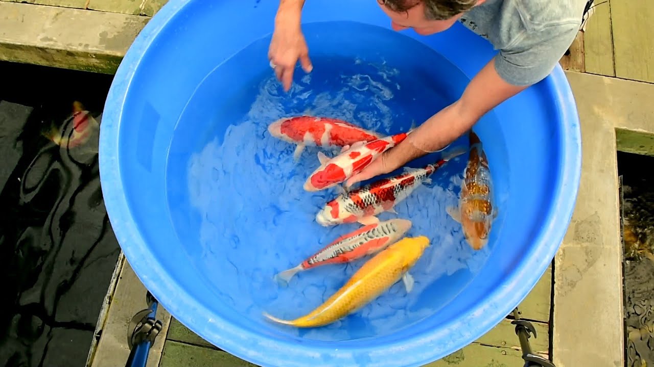 Modern Koi Blog #755 - Unterschied zwischen normalen, Kinginrin und metallicfarbenen Koi