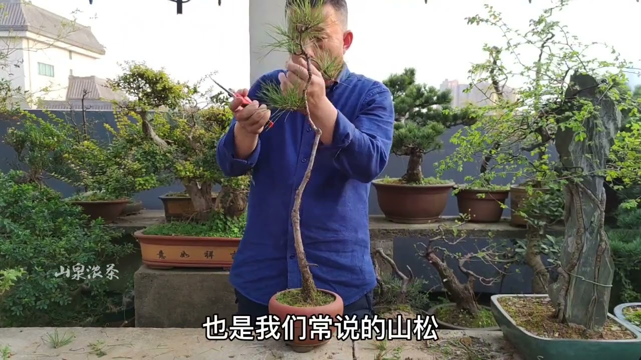 There are several ways to sprouting pine trees松樹逼芽有幾種方法
