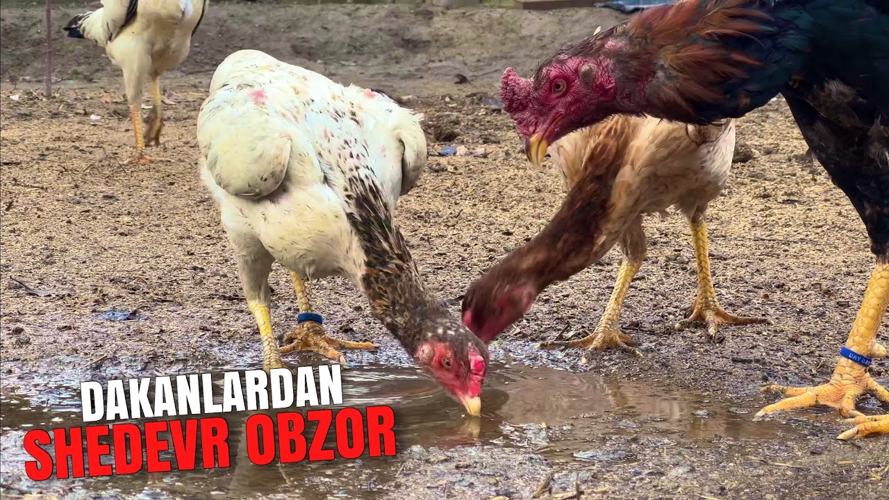 Dakanlarning shedevr obzorini koʻring. Xoʻroz va makyonlarimiz sotuvda #shamo 