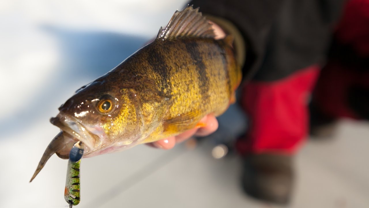 Late Ice Perch Bonanza on Lake Winnibigoshish - In-Depth Outdoors TV Season 8, Episode 18