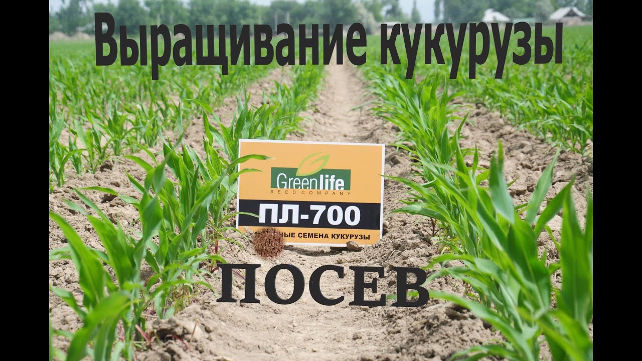 Выращивание кукурузы Кыргызстан. Посев Видео -1