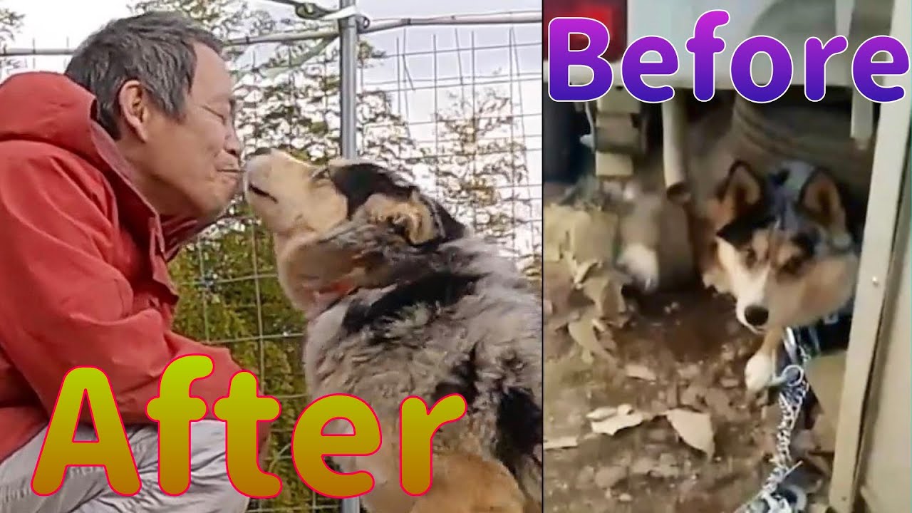 【人間を信じられなくなった保護犬】何の為に生まれてきたのか？4歳まで繋がれたままネグレクト状態だった犬のストーリー
