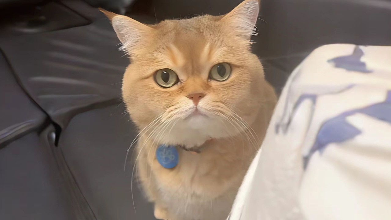 貓這事交給我，他就鬧心去吧#可愛的 #cat #funny#shorts