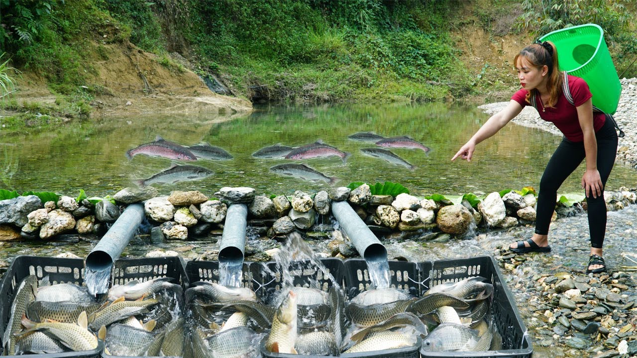 Skills Trapping Fish Amazing Of Young Girl's / Use PC tube To Trap Fish