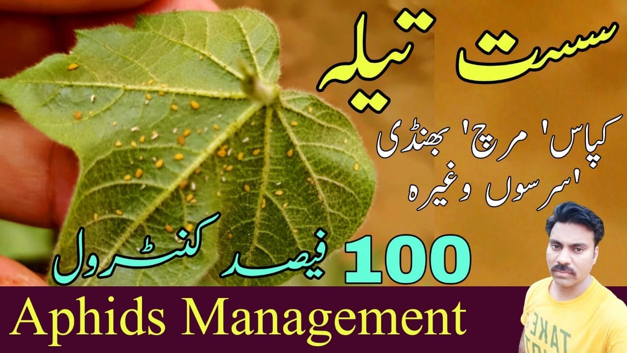 How to control aphids in crops | The best insecticide for aphid management in cotton crop