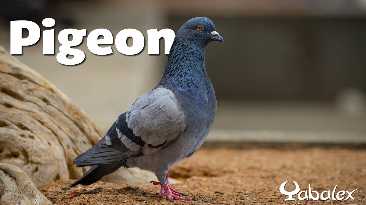 Une minute pour un oiseau : Pigeon (pigeon domestique) - Yabalex