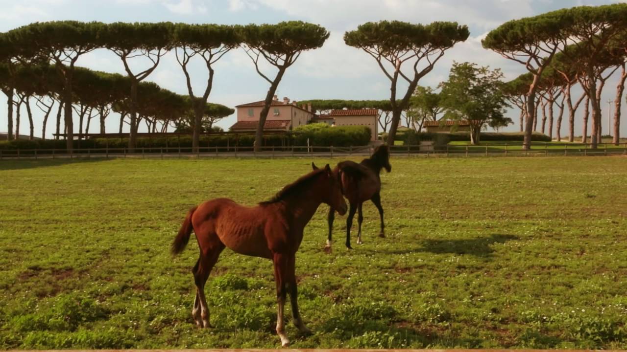 Tenuta Guado al Tasso - Bolgheri