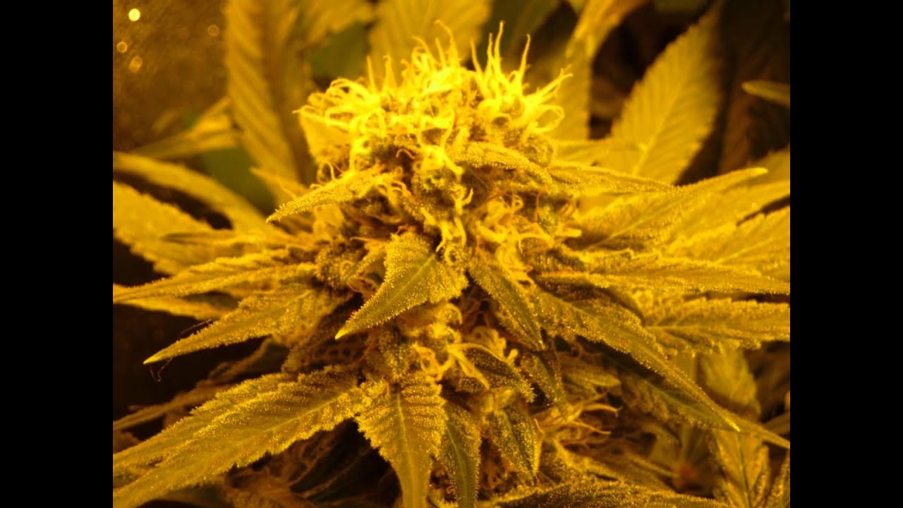 400W HPS Hashberry + BCN Diesel Grow Part II