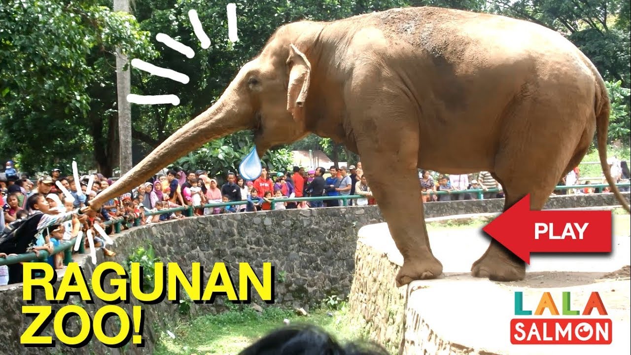 kebun binatang ragunan - jakarta zoo