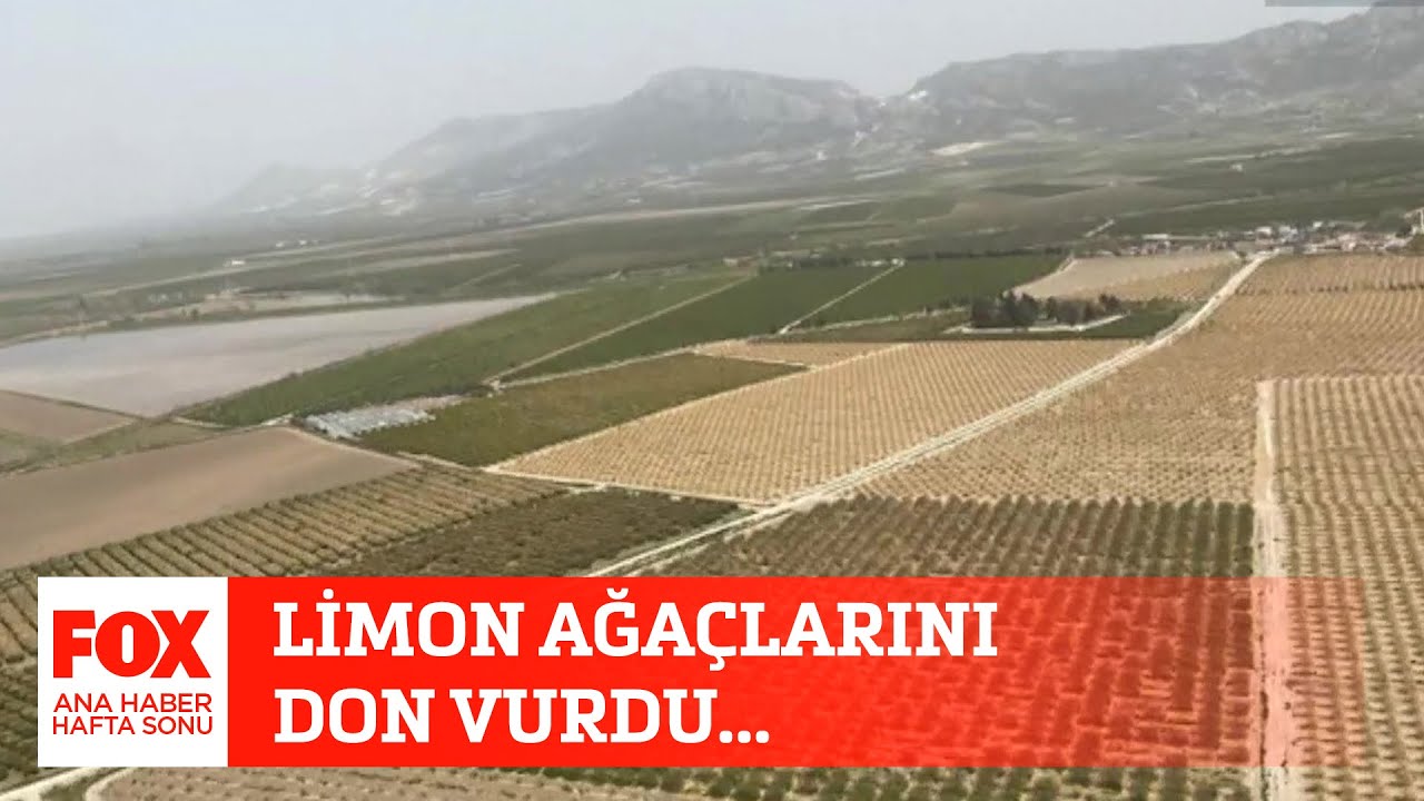 Limon ağaçlarını don vurdu... 30 Nisan 2022 Gülbin Tosun ile FOX Ana Haber Hafta Sonu