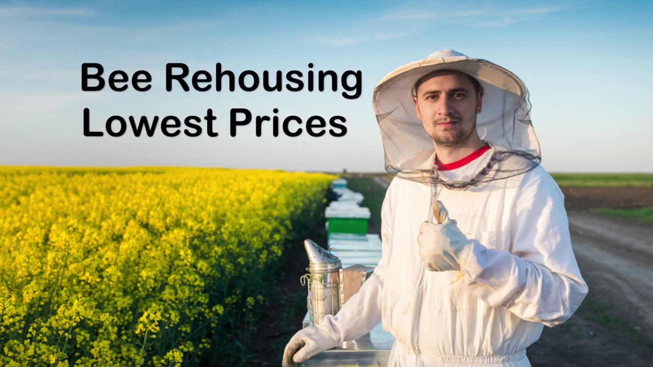 Bee Wasp Removal - Houston TX - (713) 551-6320