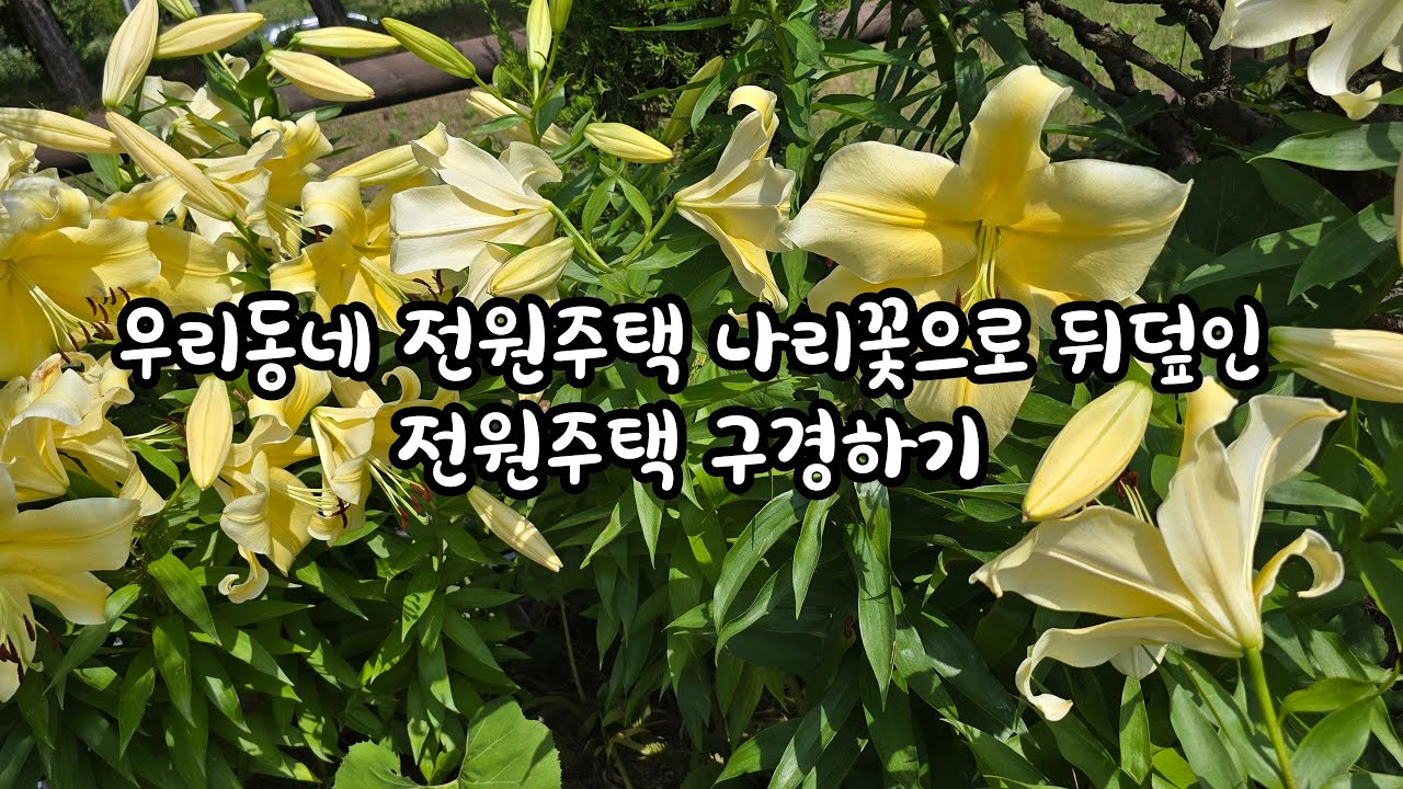 우리동네  전원주택 나리꽃으로 뒤덮인 전원주택 구경하러 오세요