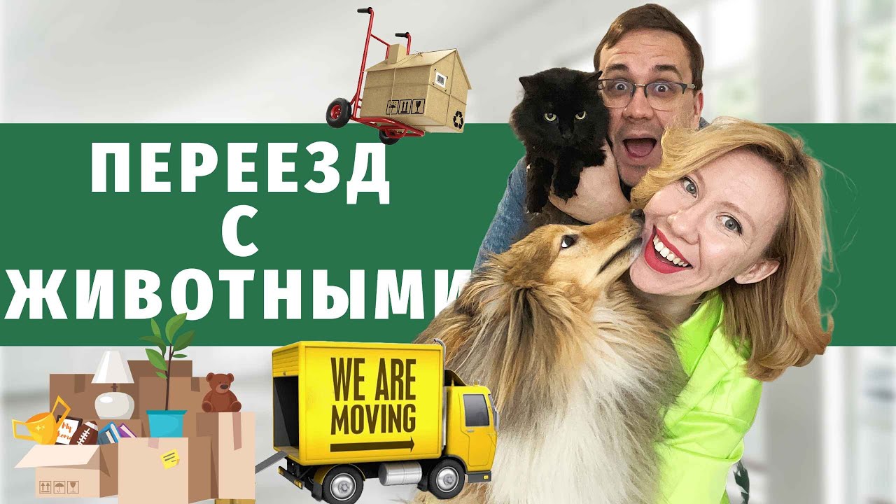 VLOG: Переезжаем с котом и собакой в новую квартиру