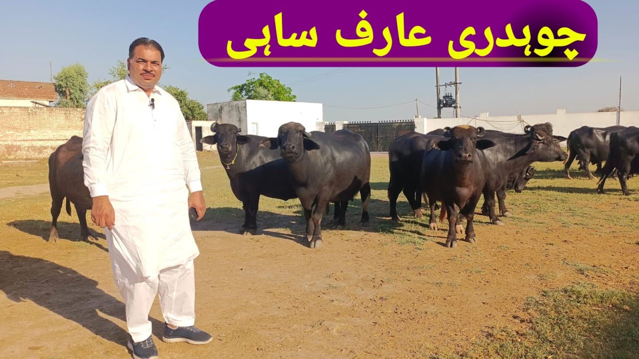 Ch Arif Sahi Cattle Farm || High Milking Buffaloes || Pak Buffalo Tv
