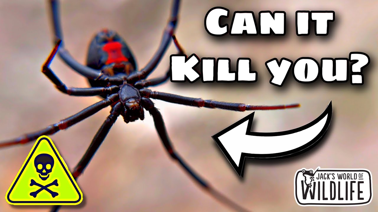 How DEADLY Is The RED BACK SPIDER'S BITE Really!?