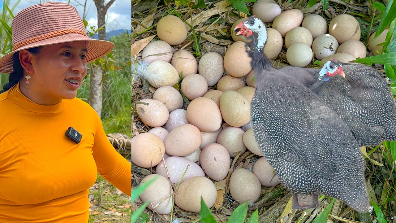 Encontré más de 60 HUEVOS de GALLINA GUINEA en el campo | Doña Viky | Viky Aventura