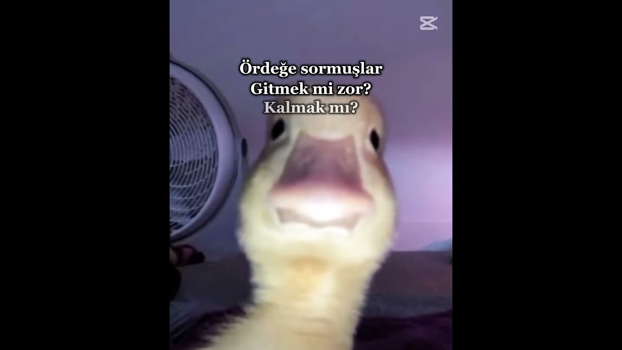 Vak vak vak