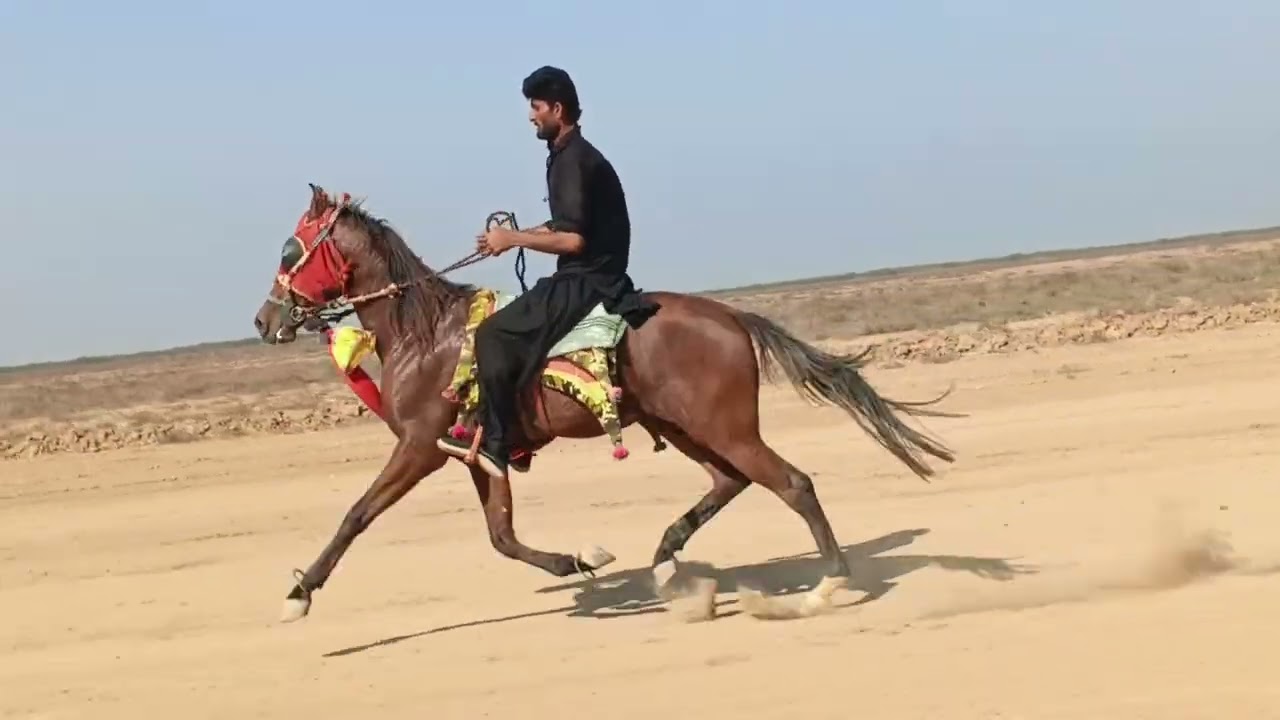 2 dant baccha
