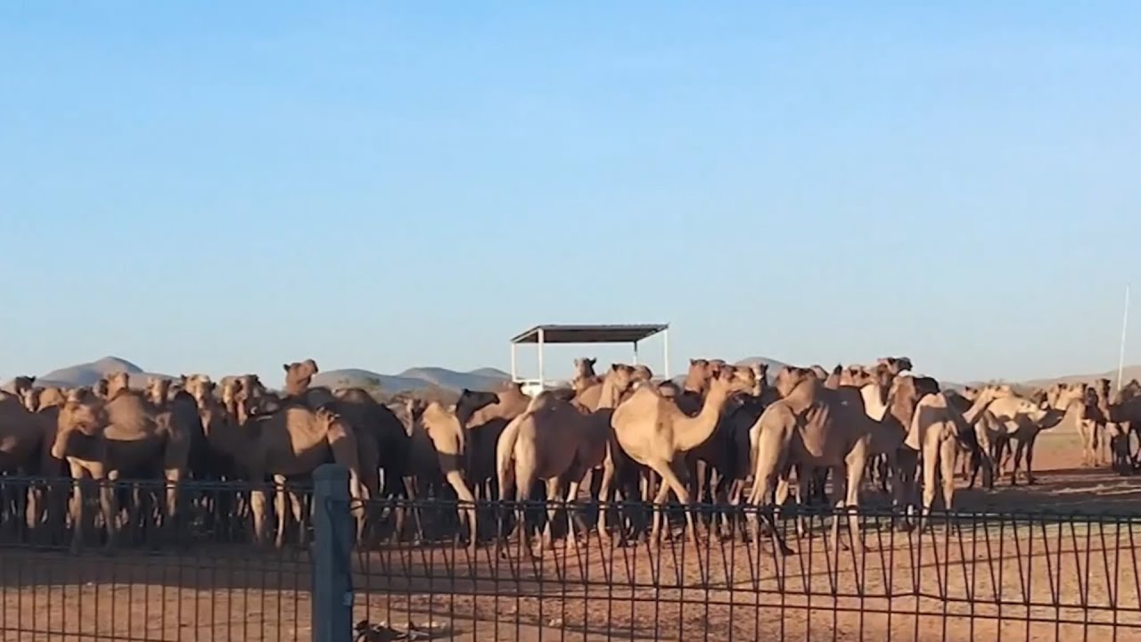 Feral camels overrun Australian communities