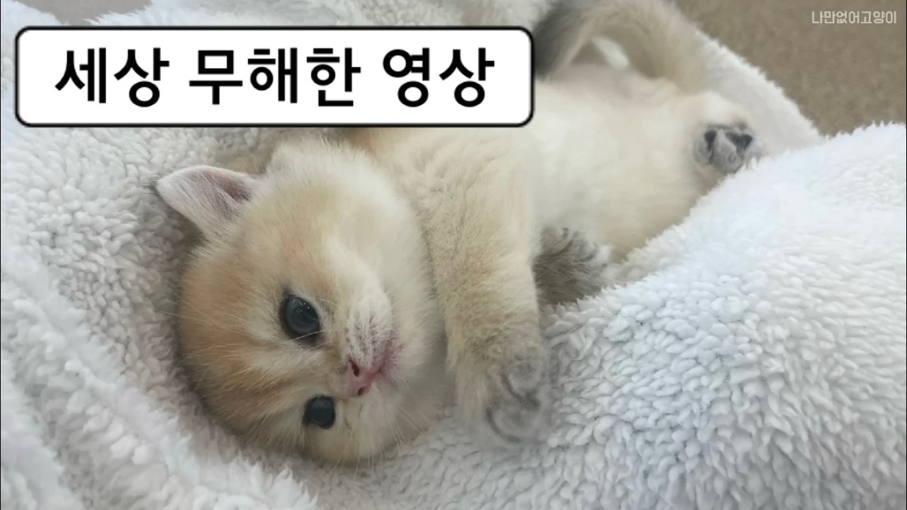 심장 약한 분 클릭 금지.. 고양이들이 무방비하게 잘 때만 나오는 '이 모습'