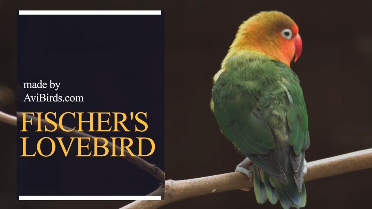 Fischer's Lovebird [Agapornis Fischeri]