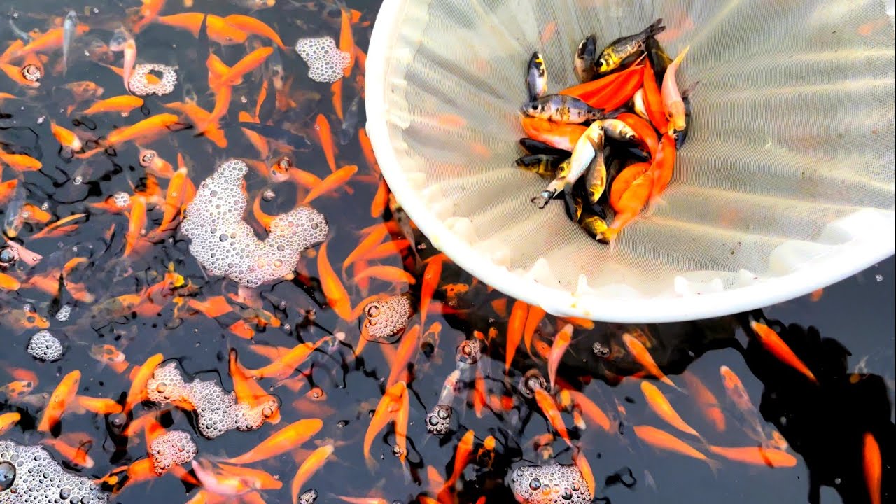 Caring For 1000s Of Japanese Koi Fry From Cuttlebrook Koi Farm - Week 5 Update