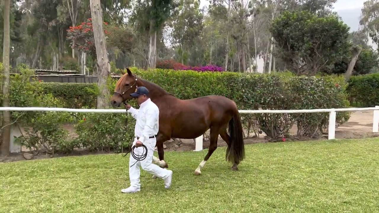 Presentación de Criadero La Maestranza🇵🇪🇵🇪🇵🇪