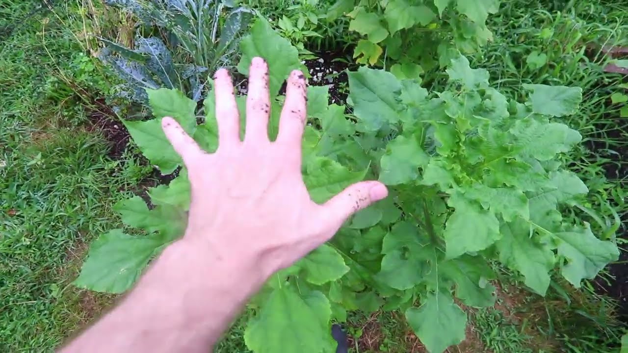 Fastest Growing Plant - Mexican Sunflower and Peppers