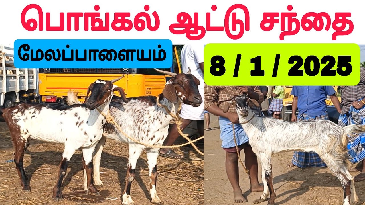 8 / 1 / 2025 / பொங்கல் ஆட்டு சந்தை / மேலப்பாளையம் #ஆடு #ஆட்டுசந்தை #goat #goatmarket #goats #sheep