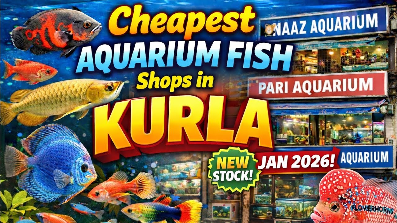 Kurla Fish Market January 2026 New Stock | Kurla Aquarium Market | Arowana Fish,Flowerhorn,GuppyFish