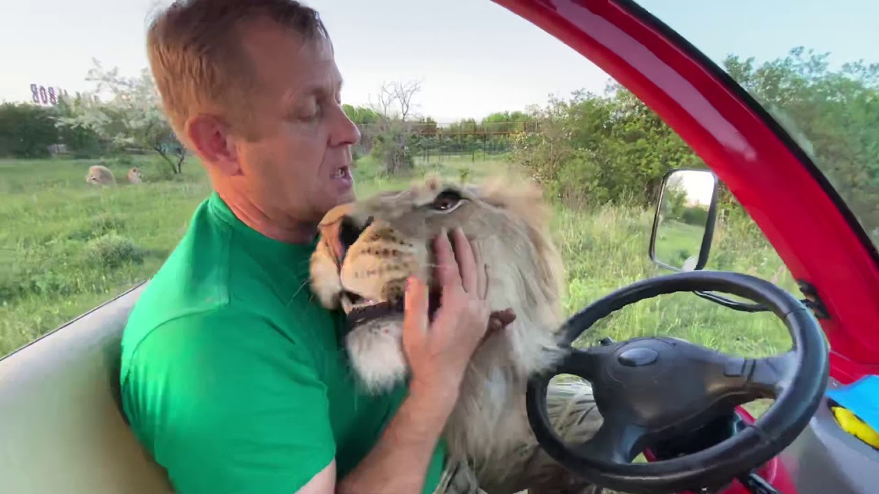 Мы с львом Султаном уходим с территории БОЛЬШИХ ЛЬВОВ ! Russian Lion man !