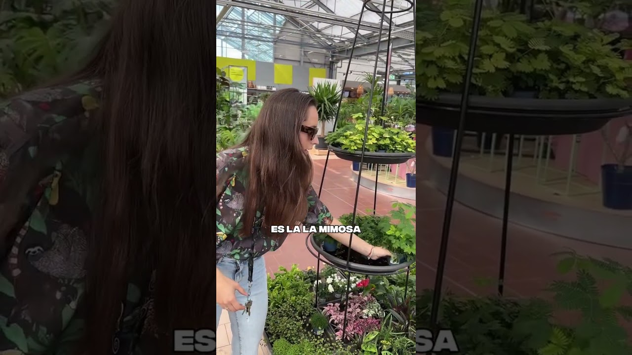 En Europa venden dormilonas 🌱 &iexcl;En Costa Rica crecen gratis!