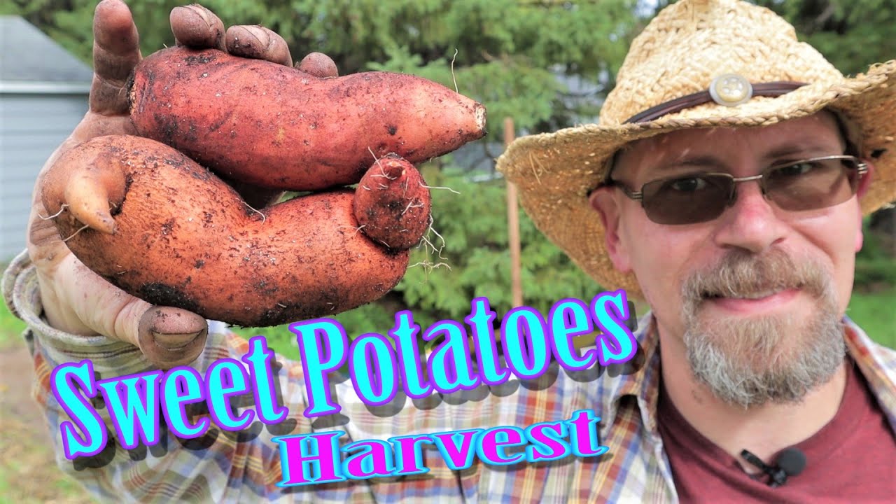 Grow Sweet Potatoes in Wisconsin - Harvest Results!