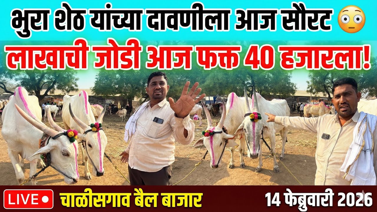 भुरा शेठ यांच्या दावणीला आज सौरट 😳  चाळीसगाव बैल बाजार live 🔴14 फेब्रुवारी 2026