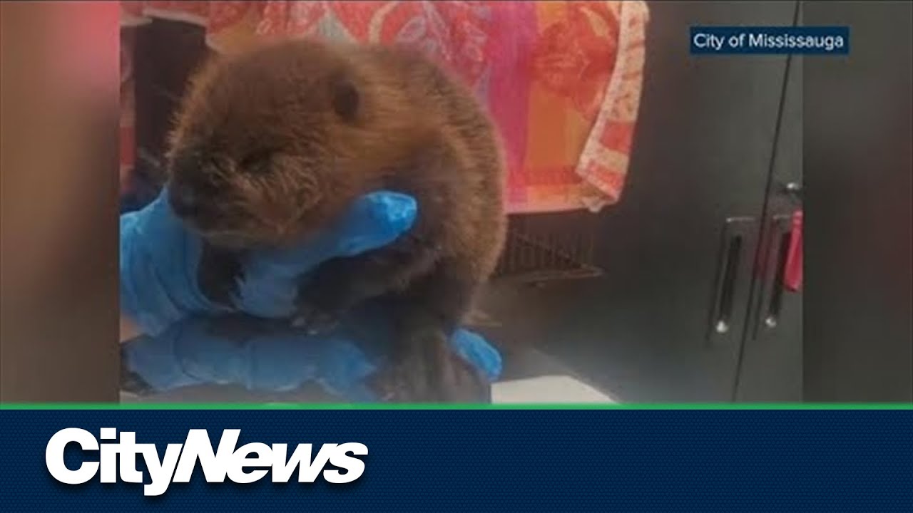 Baby animals being rescued unnecessarily: Mississauga Animal Services