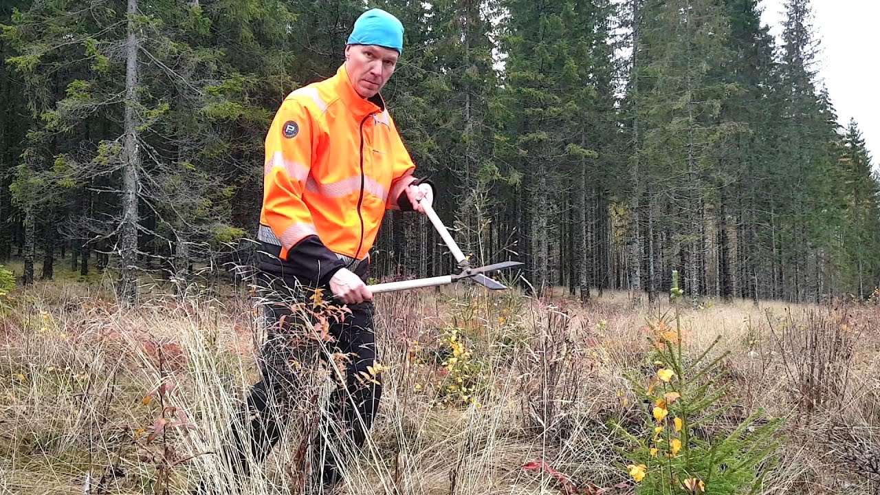 Metsäreissu - pensassaksilla kuusentaimikkoon ja klapihommia, osa 1