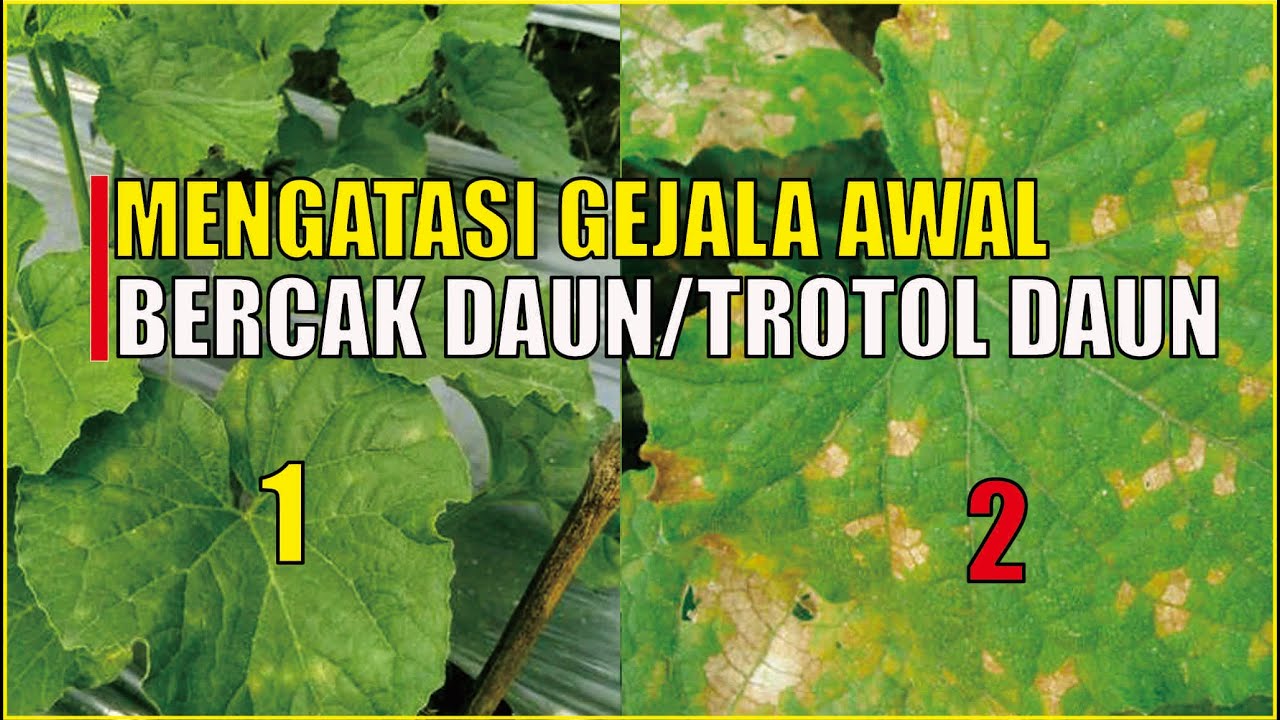Mengatasi Jamur Trotol Pada Melon | JAMUR MELON