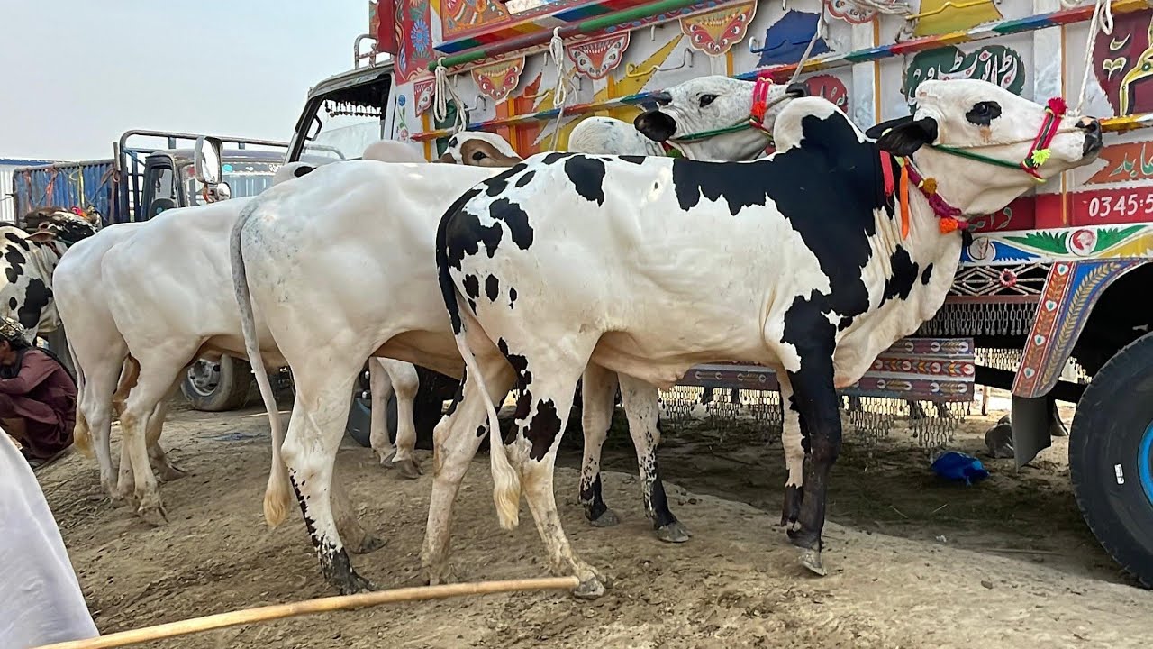 Mandra mandi 7/5/2025 latest update ll Part 5 ll bhatta chowk mandi ll Jamil tv ll