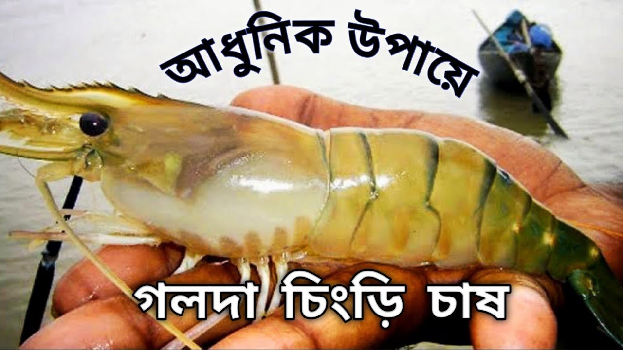 আধুনিক পদ্ধতিতে গলদা চিংড়ি চাষ||পুকুরে গলদা চিংড়ি চাষ||আধুনিক প্রযুক্তিতে মাছ চাষ||