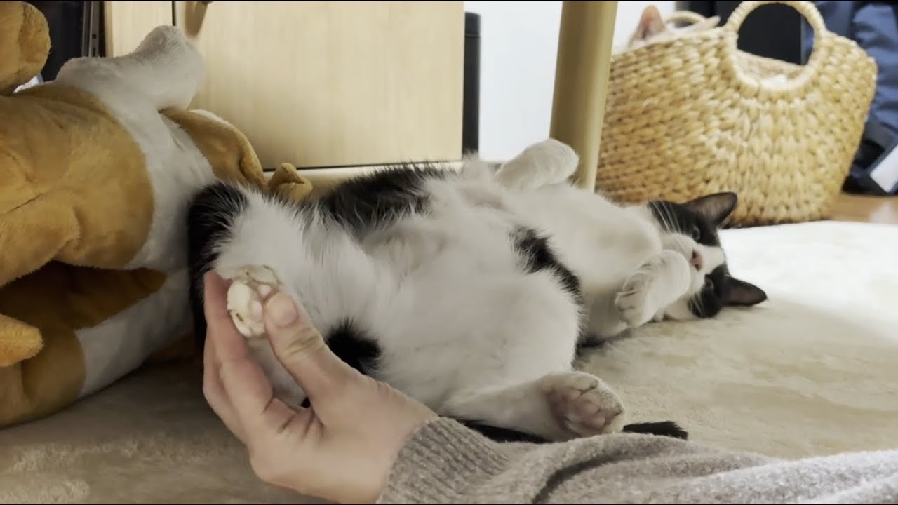 イージーな猫で勘違いして無謀な挑戦をするお母さん