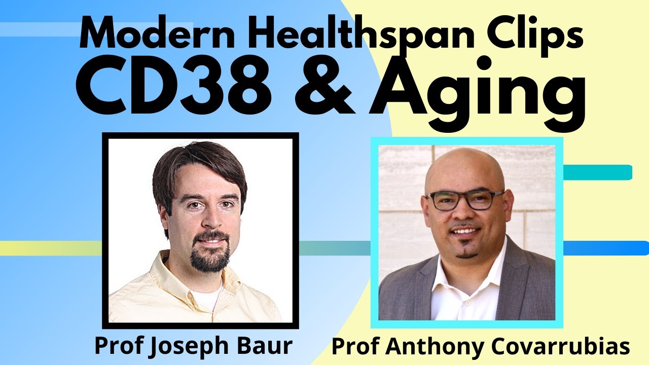 CD38 & Aging | Dr Anthony Covarrubias & Dr Joseph Baur | Modern Healthspan Clips