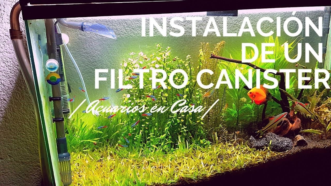 ¿Cómo instalar FILTRO CANISTER para ACUARIO? La mejor herramienta para filtrar  | Acuarios en Casa |