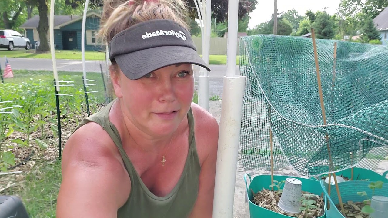 Arched trellis with welded wire fence, tpost and PVC pipe.