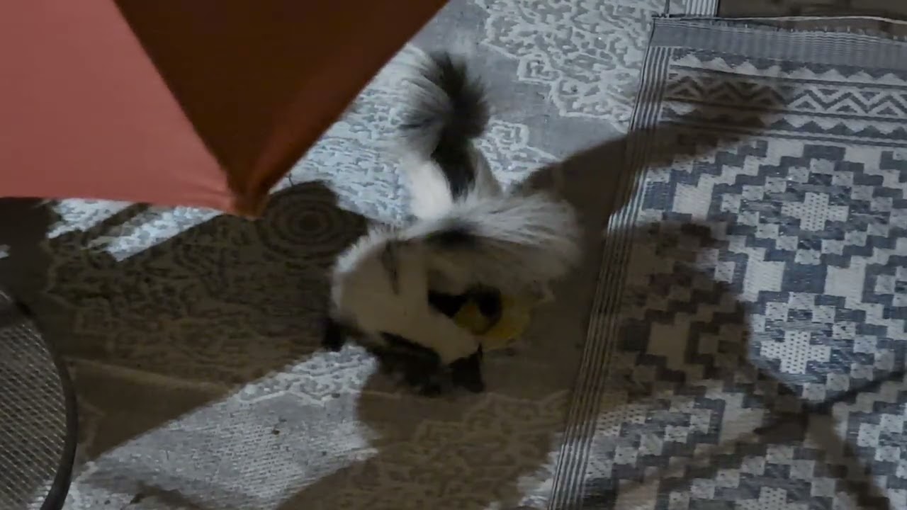 Skunks eating the feral cat's food. 8/20/2025