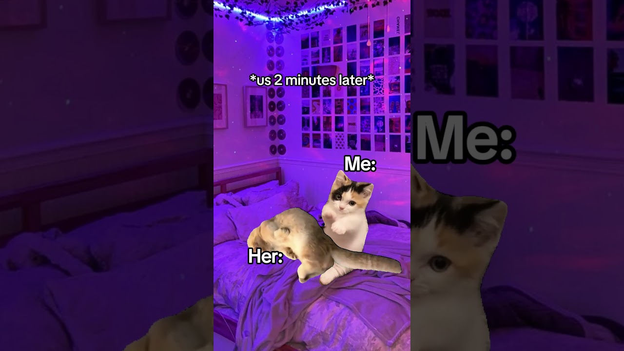 CAT MEMES 🐱 Your girlfriend gets her period #catmemes #relatable #relationship #shorts