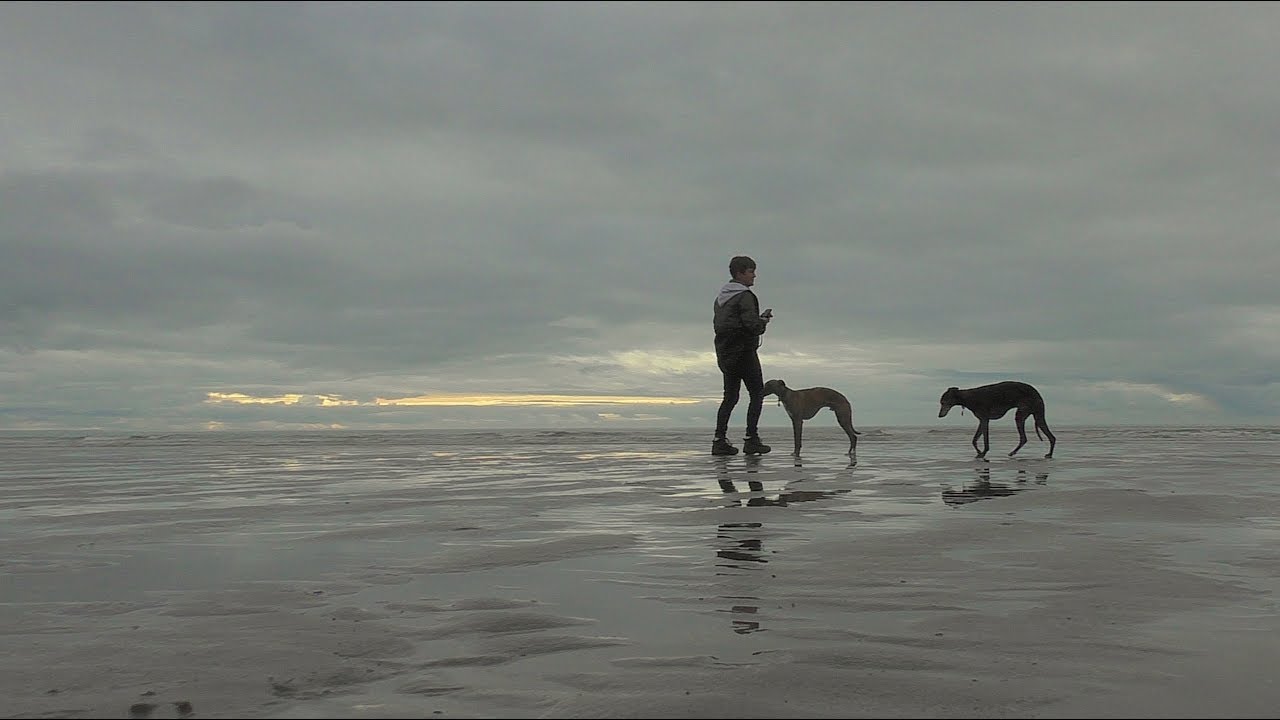 What whippets like to do at the beach...